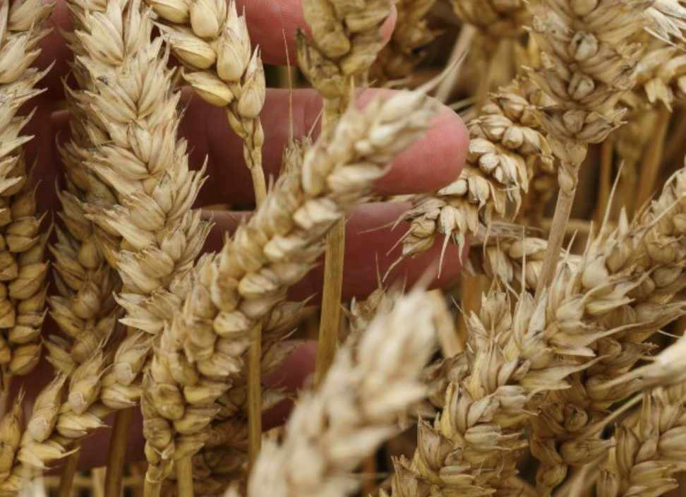 Рекордный урожай зерновых в России в 2022 году составил 157 млн тонн