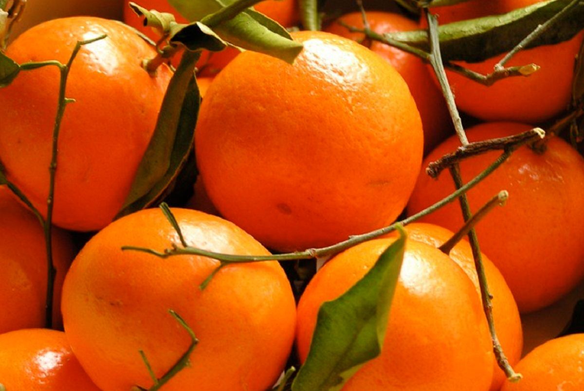 Россельхознадзор опроверг информацию о запрете ввоза мандаринов из Абхазии